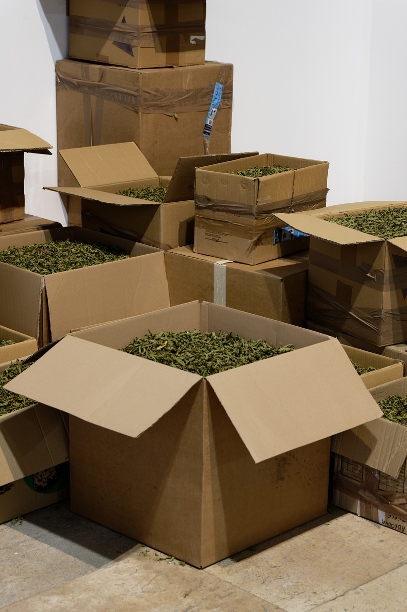 pdt-2020-anticorps-100