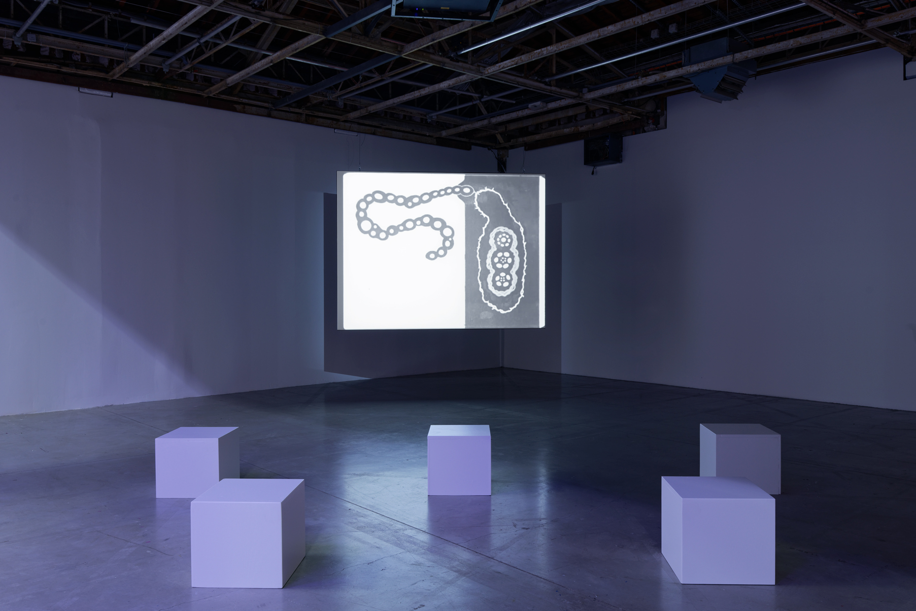 pdt-2020-anticorps-035